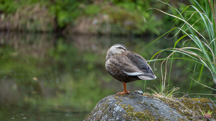 A duck sleeping on a rock in a pond