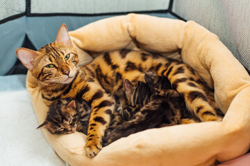 Bengal cat feeds her little kittens with breast