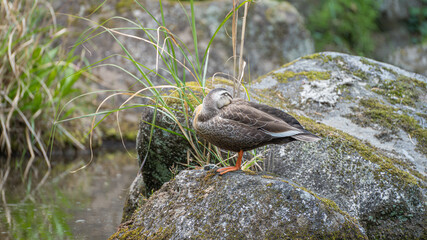 A duck sleeping on a rock in a pond