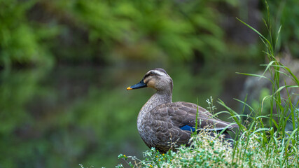 A duck in the grass of a pond