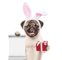 Pug puppy wearing easter rabbits ears holds gift box and empty list. Isolated on white background