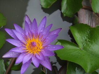 Picture of a lotus flower with purple petals inside, yellow stamens and water droplets on the petals.