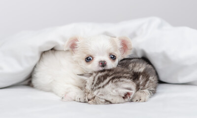 Tiny Chihuahua puppy lying with sleepy kitten under white warm blanket on a bed at home