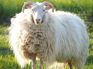 White single aries sheep with horns and long wool on a meadow