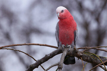 parrot galah in tree