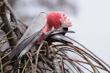 parrot galah in tree