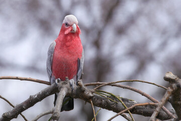 red parrot galah in tree
