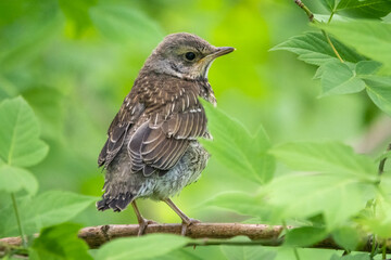 A fieldfare chick, Turdus pilaris, has left the nest and is sitting on a branch. A chick of...