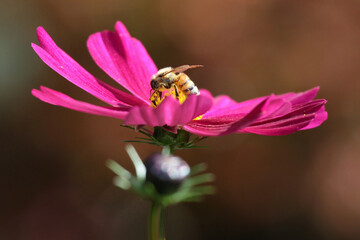 bee on pink flower