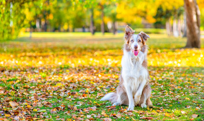 Border collie dog sits at autumn park. Empty space for text