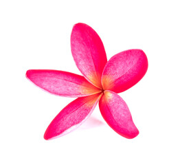 frangipani flower isolated on the white background.