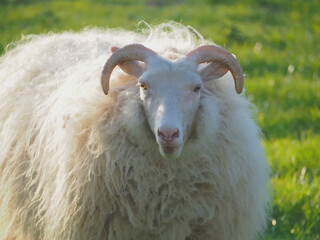 White single aries sheep with horns and long wool on a meadow