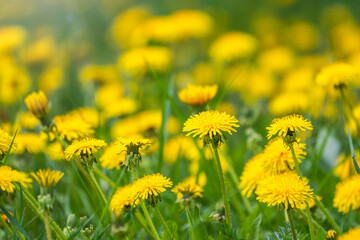 Field of yellow dandelions. Taraxacum officinale, the common dandelion