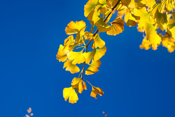 Obraz premium Ginkgo (Ginkgo biloba) yellow leaves with blue sky in the background. Various plant species and natural landscapes. Wuling Farm in winter, Taiwan. December 2020.