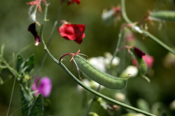sweet pea and flowers