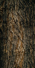Obraz premium Tree Bark Texture Background 