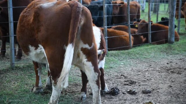 ternero tomando teta de la vaca
