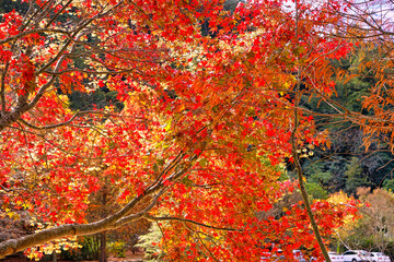 The beautiful red leaves of the maple tree, maple leaves in autumn color. Various plant species and...