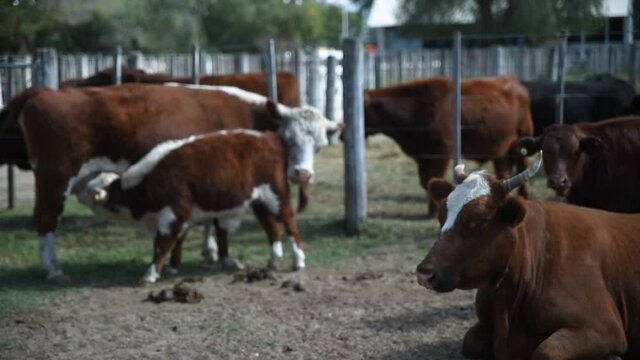ternero tomando teta de la vaca