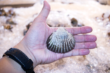 Shell sold in seafood market. Fresh raw shell are popular in any seafood buffet restaurant. Shell hold in hand compare the size.
