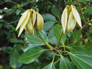 伊豆大島三原山のシロダモの新芽