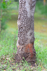 partial of tree log  with crack around.