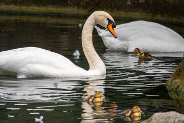 A graceful white swan swimming on a lake with dark green water. The white swan is reflected in the water