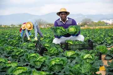 Foto op Aluminium Afro american man farmer in straw hat picking fresh organic cabbage in crate on farm © JackF