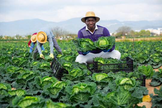 Afro american man farmer in straw hat picking fresh organic cabbage in crate on farm