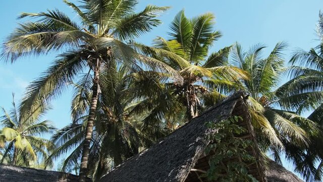 Tropical African hotel with thatched palapa roof bungalows and palm trees on blue sky background, Zanzibar. Exotic vacation. Summer hut houses on sea island. Tropical courtyard area. Panoramic views.