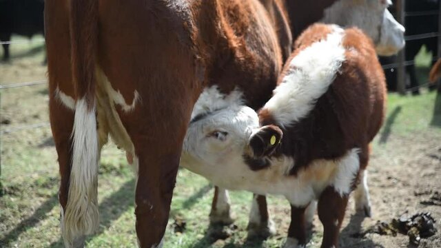 ternero tomando teta de la vaca
