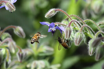 flying bee on a flower
