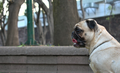 Profile of pug dog sticking out his tongue