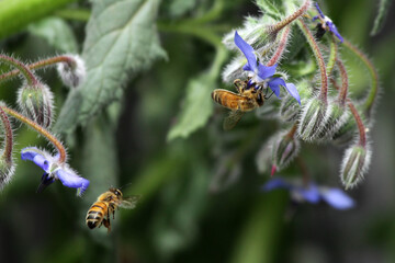 bee on a flower