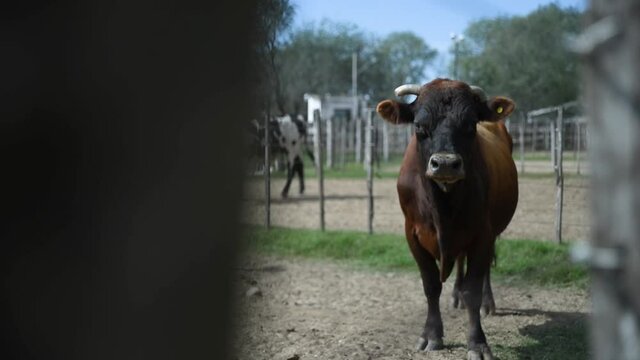 vaca en corral