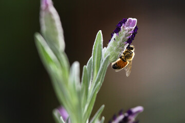 bee on a flower
