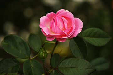 pink rose in garden