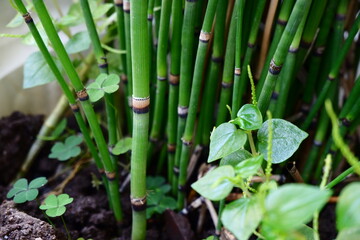 Fototapeta premium plant in garden