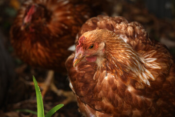 portrait of a hen