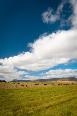 Fototapeta premium Campo argentino