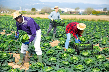Skilled afro american man farmer with ax picking fresh organic savoy cabbage on farm