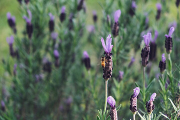 flowers in the garden with bee