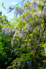 Fototapeta premium 藤の花