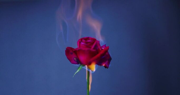 Slow Motion 120 fps Shot of a Red Rose Burning in Kuala Lumpur, Malaysia 