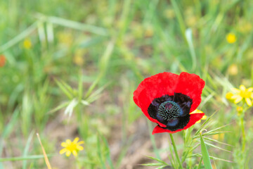 Red wild poppy flower in field