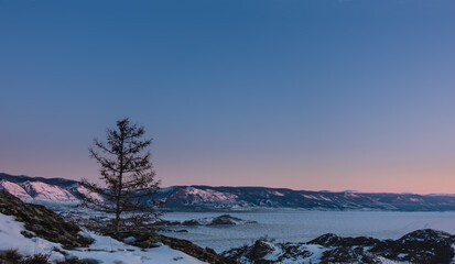 Dawn over a frozen lake. The sky and the mountain range are highlighted in pink. A bare tree stands on the snowy ground. Traces of cars on the ice. Baikal.