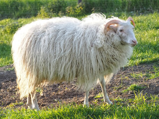 White single aries sheep with horns and long wool on a meadow