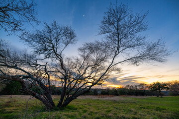 Fototapeta na wymiar dead tree at sunset