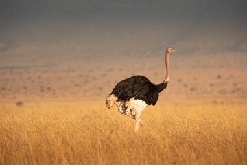ostrich in the wild - obrazy, fototapety, plakaty