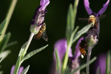 bees on lavender